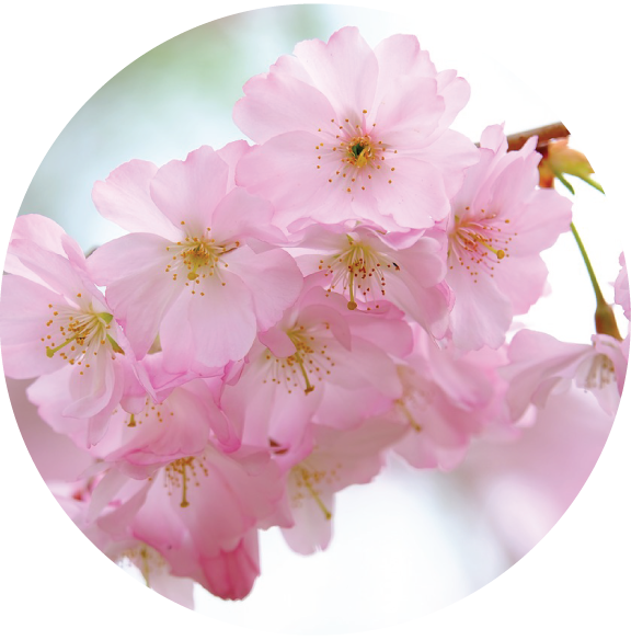 Pascale Millart, Shiatsu à Marsac Sur Don